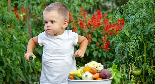 Verduras en manos de los niños de la finca. Enfoque selectivo