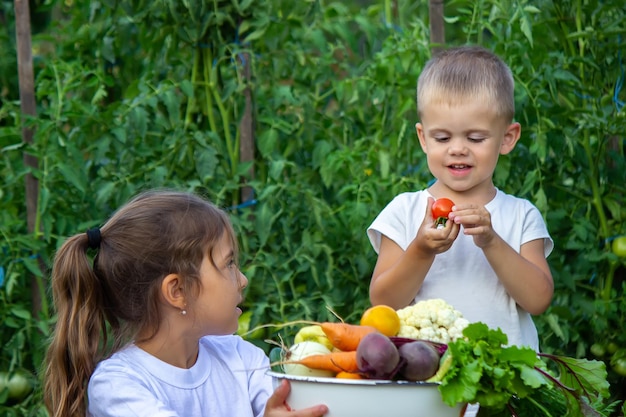 Verduras en manos de los niños de la finca. Enfoque selectivo