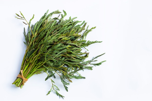 Verduras de mimosa de agua verde sobre fondo blanco.