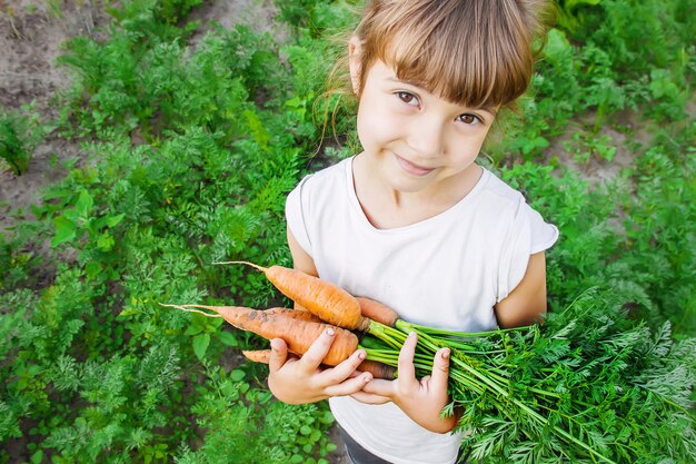 Verduras orgánicas caseras cosecha zanahorias y remolachas.