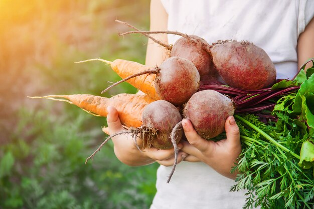 Verduras orgánicas caseras cosecha zanahorias y remolachas.