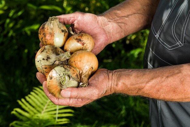 Verduras orgánicas Cebollas orgánicas frescas en manos de los agricultores