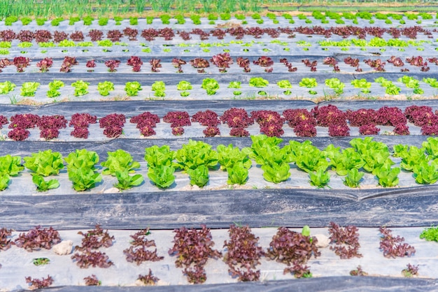 verduras orgánicas crecidas y bien presentadas por jardineros profesionales.