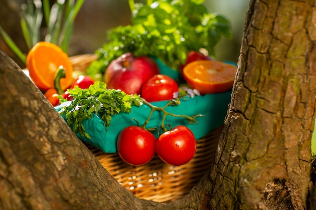 Verduras orgánicas frescas en cesta de mimbre en el jardín de un árbol