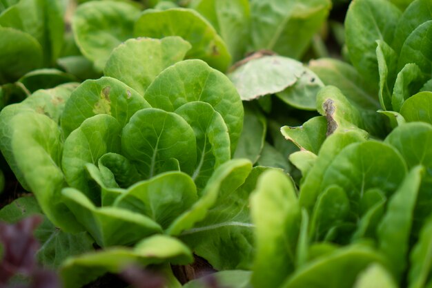 Verduras orgánicas frescas en granja orgánica