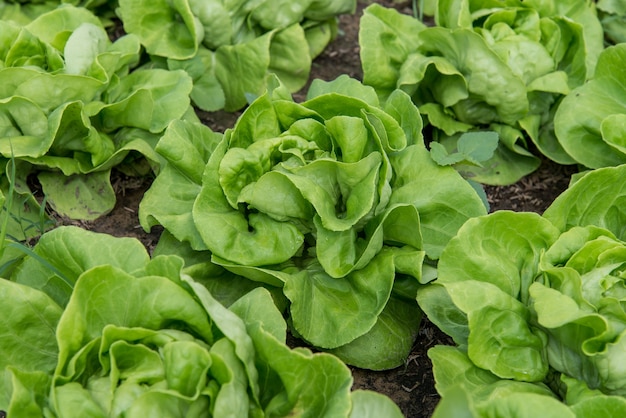 Verduras orgánicas frescas