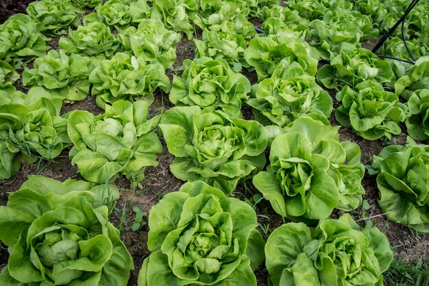 Verduras orgánicas frescas