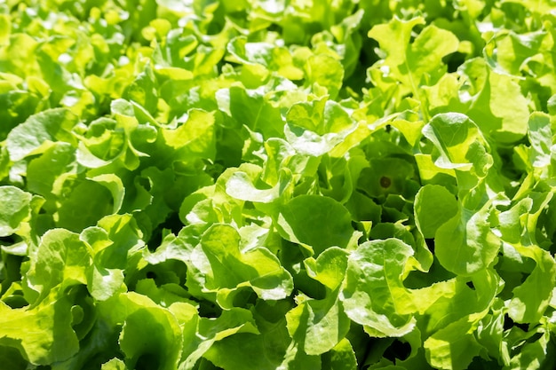 Verduras orgánicas en la granja bajo un día soleado