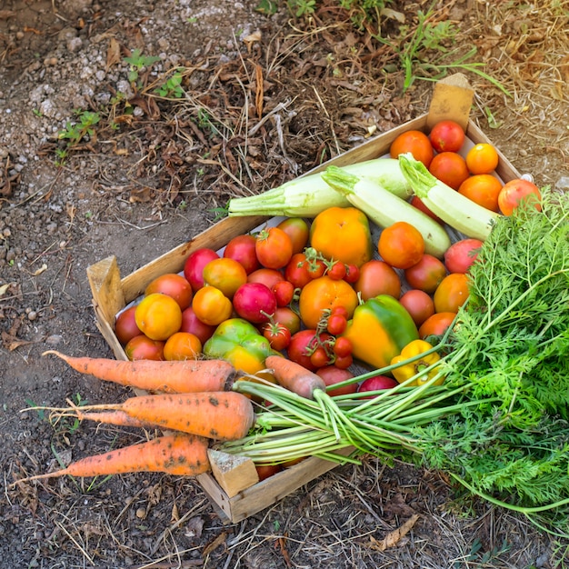 Verduras orgánicas del huerto familiar.