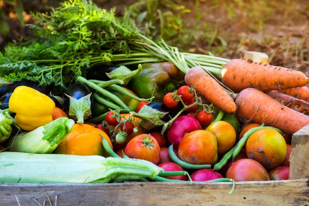 Verduras orgánicas del huerto familiar.