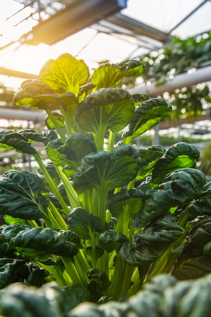 Foto verduras orgánicas en invernadero