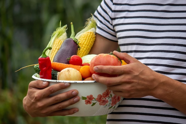 Verduras orgánicas Manos de agricultores con verduras recién cosechadas Tomate Enfoque selectivo