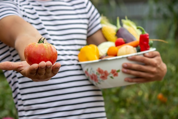 Verduras orgánicas Manos de agricultores con verduras recién cosechadas Tomate Enfoque selectivo