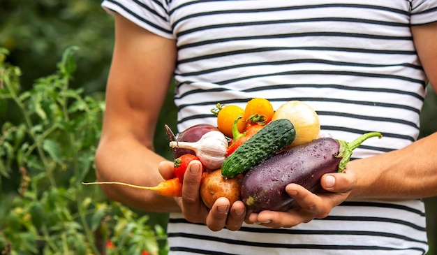 Verduras orgánicas Manos de agricultores con verduras recién recogidas