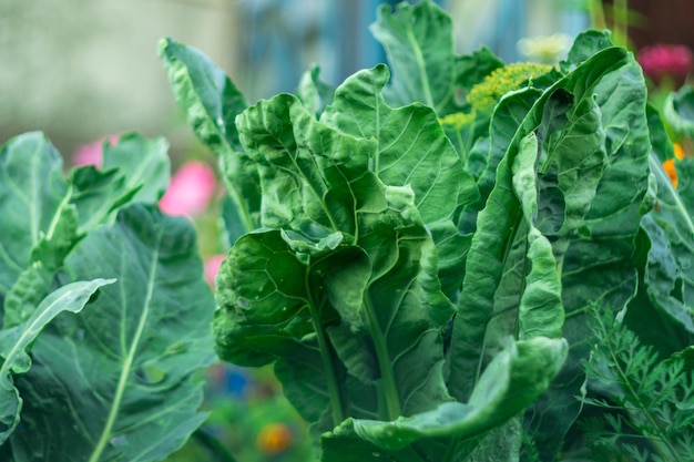 Verduras orgánicas de primer plano de coliflor que crecen en el jardín Enfoque selectivo