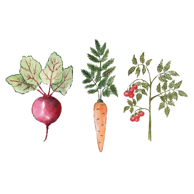 Verduras orgánicas de remolacha zanahorias y tomates acuarela pintada en blanco