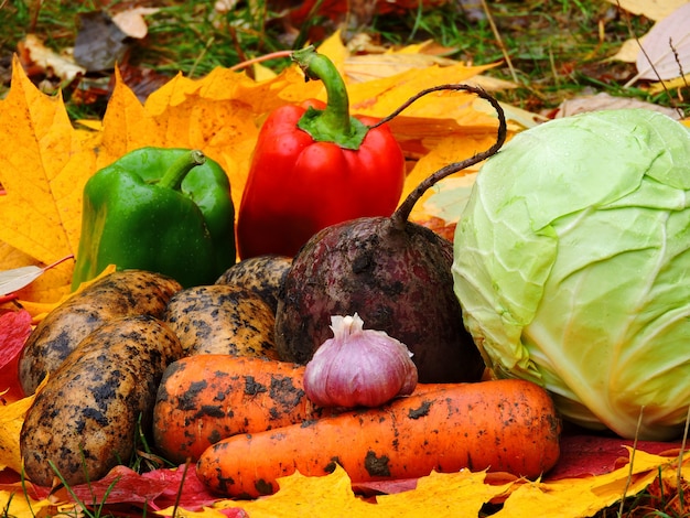 Verduras de otoño en hojas de otoño