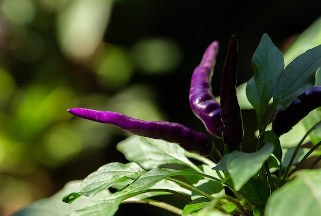 Verduras pimientos morados