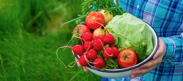 Verduras recién recogidas El agricultor sostiene un plato de verduras frescas