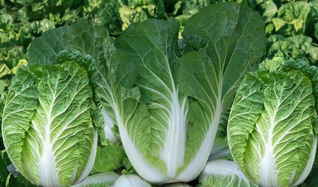 Las verduras son verduras verdes para la salud.