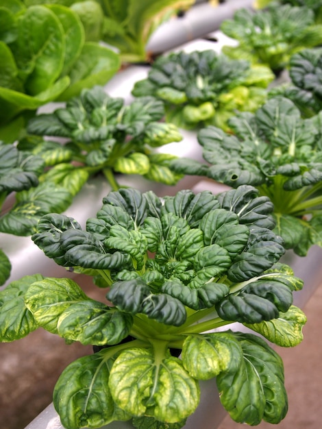 Verduras Tatsoi verdes frescas cultivadas en macetas hidropónicas.