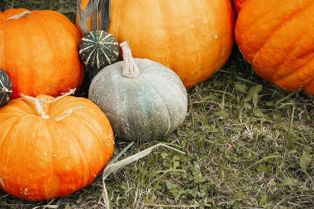 Verduras de temporada de otoño: calabazas y calabacines en el césped