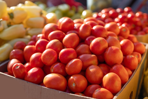 Verduras de tomate frescas y orgánicas en los productos locales del mercado de agricultores