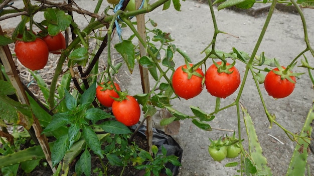 Las verduras de tomate rojo cuelgan de una rama en el jardín de la azotea Cultivando verduras naturales en el huerto