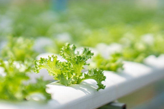 Foto verduras verdes cultivadas con hidroponía