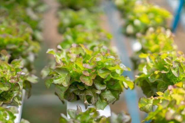 Foto verduras verdes cultivadas con hidroponía