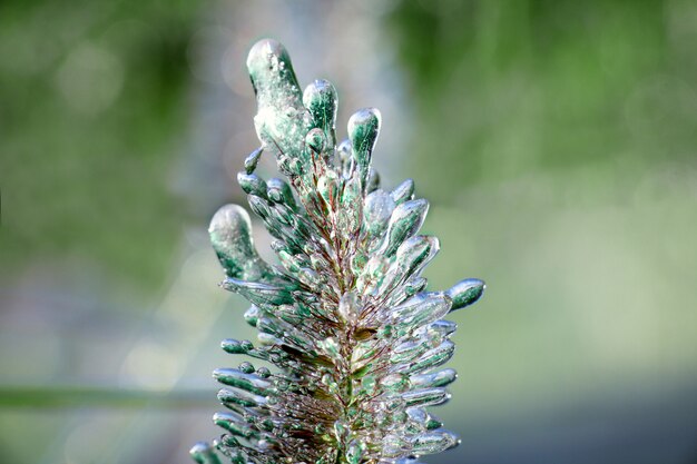 Vereisung von Pflanzen. Kaltes Wetter, früher Winter oder später Herbst. Nahaufnahmefoto, Raureifblumen.