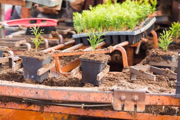 Verfahren zur Vorbereitung des Bodens für das Pflanzen von Topfblumen mit landwirtschaftlichen Maschinen Entwicklung landwirtschaftlicher Methoden Nahaufnahme von Maschinen mit Erde