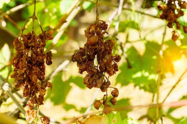 Verfallende Wein- und Weinblätter. Schlechte Ernte, Dürre