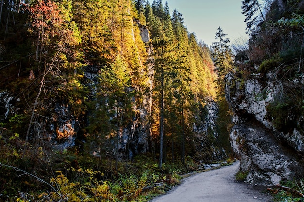 Verfolgen Sie den Pfad im Bergwald