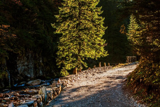 Verfolgen Sie den Pfad im Bergwald