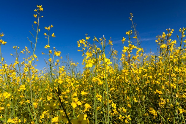 Vergewaltigung gelbe Blumen, fotografiert auf einem Hintergrund des blauen Himmels, geringe Schärfentiefe