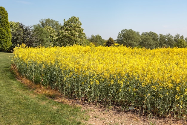 Vergewaltigung in der Landschaft von Essex