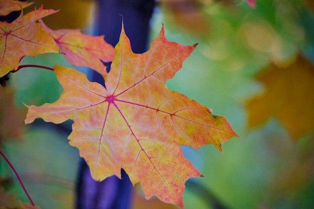 Vergilbendes Ahornlaub mit herannahendem Herbst