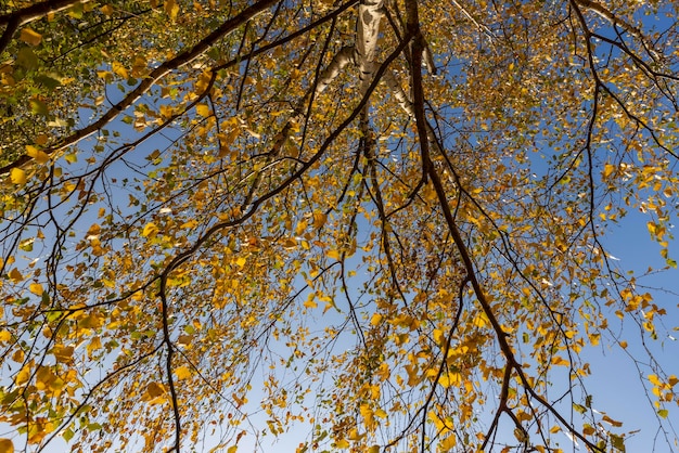 Vergilbendes Birkenlaub im Oktober