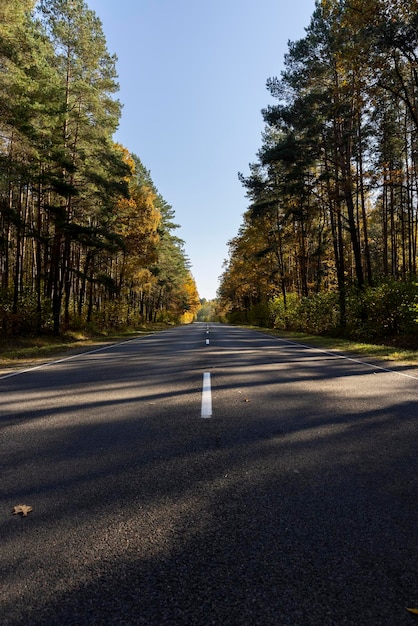 Foto vergilbendes laub in der herbstsaison