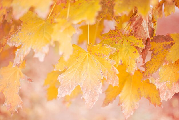 Vergilbte Ahornblätter an einem Baum an einem sonnigen Herbsttag. Natürlicher Hintergrund für Text, unscharfer Fokus.