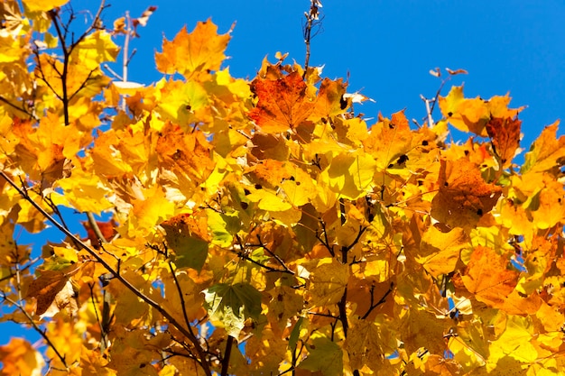 Vergilbte Ahornstämme in der Herbstsaison. Foto Nahaufnahme in einem Stadtpark