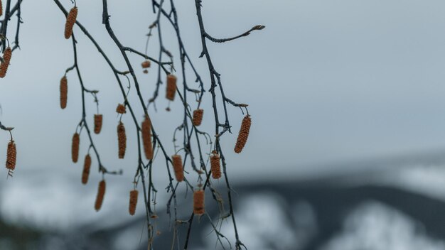 Vergilbte Birkenknospen auf einem verschwommenen Hintergrund von Winterbergen