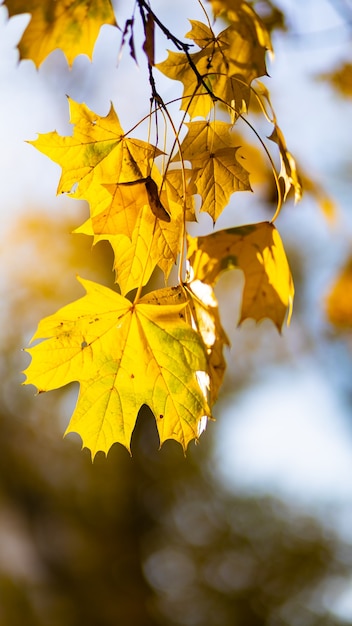 Vergilbte Blätter im Herbstpark. Schöne Ahornblätter in der Herbstsaison. Herbst-Konzept. Platz kopieren