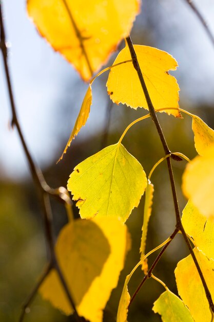 Vergilbte Blätter von Bäumen im Herbst, schöne Herbstnatur bei sonnigem Wetter