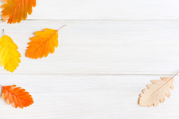 Vergilbte Ebereschenblätter auf einem hellweißen Holztisch Minimalistischer Herbsthintergrund für die saisonale Gestaltung von Postkarten-Poster-Layouts Textfreiraum