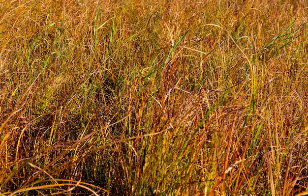 vergilbter trockener Herbstgrashintergrund