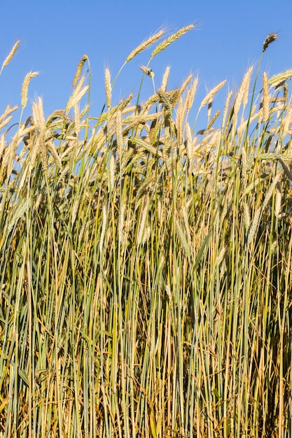 vergilbter Weizen auf dem Feld