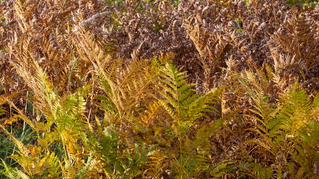 Vergilbtes Farnblatt auf unscharfem Hintergrund. Trockenes Farnblatt im Wald. Tropischer Hintergrund des Herbstes. Indischer Sommer