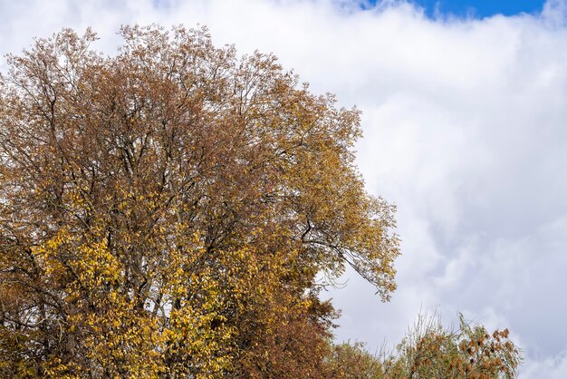 Vergilbung und herabfallendes Laub von Laubbäumen im Herbst